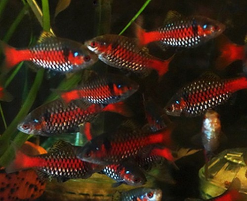 Pair odessa barbs - 3,